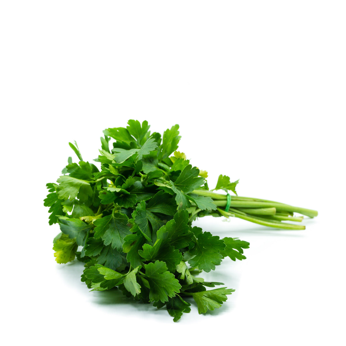 Fresh Cilantro/Coriander