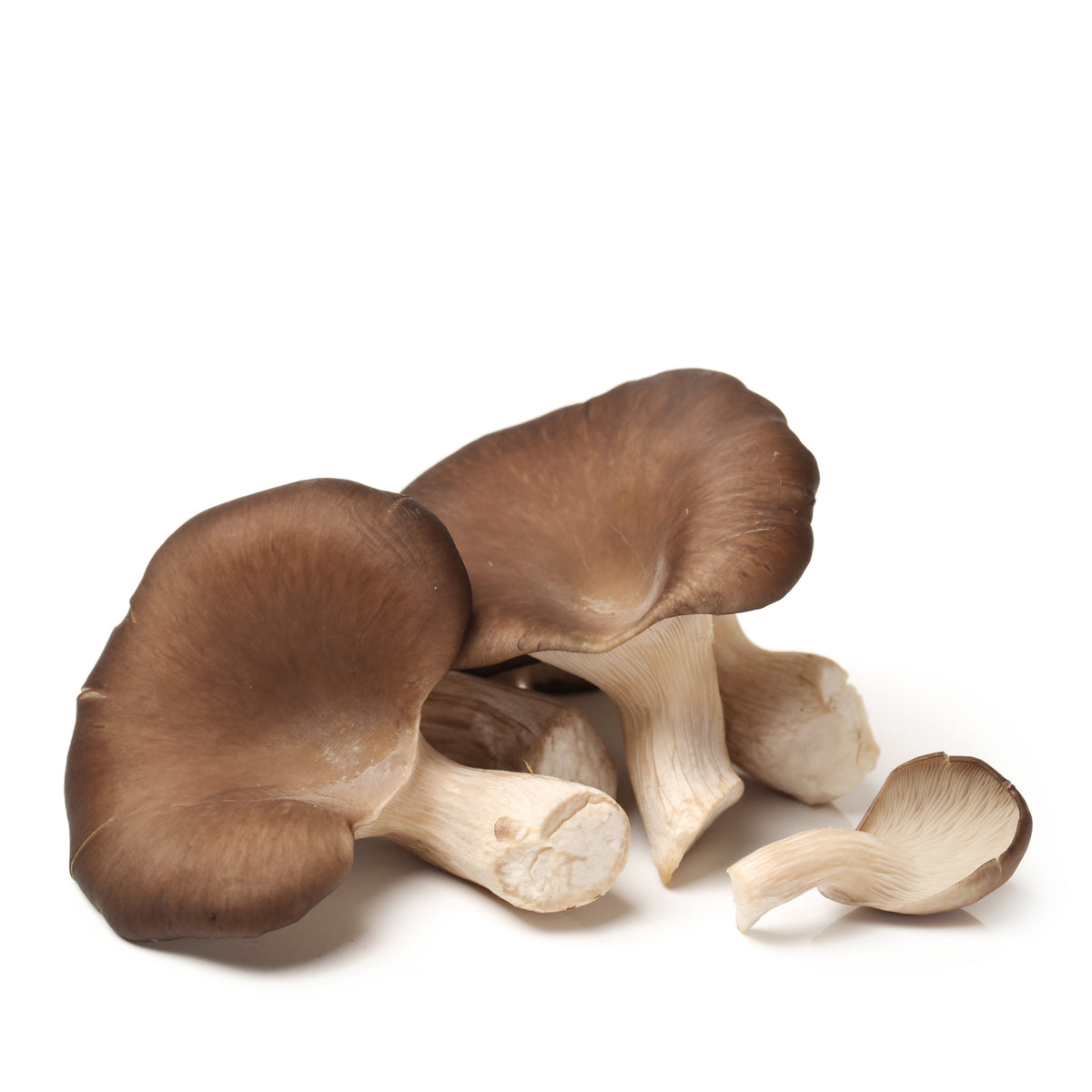 Mushroom Oyster
