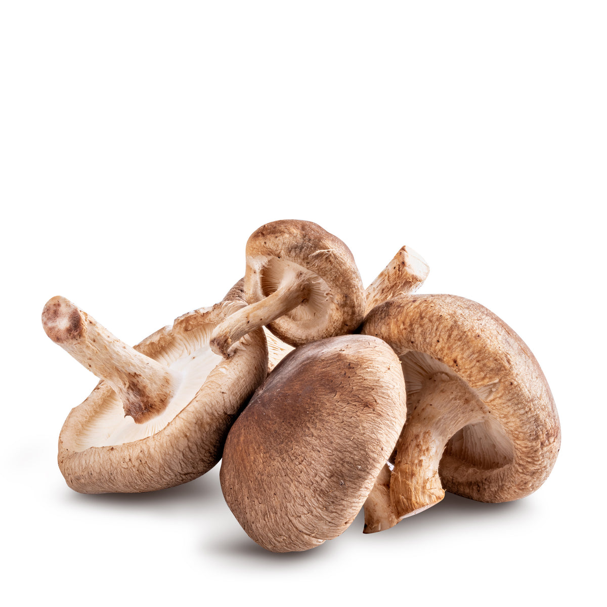 Mushroom Shiitake