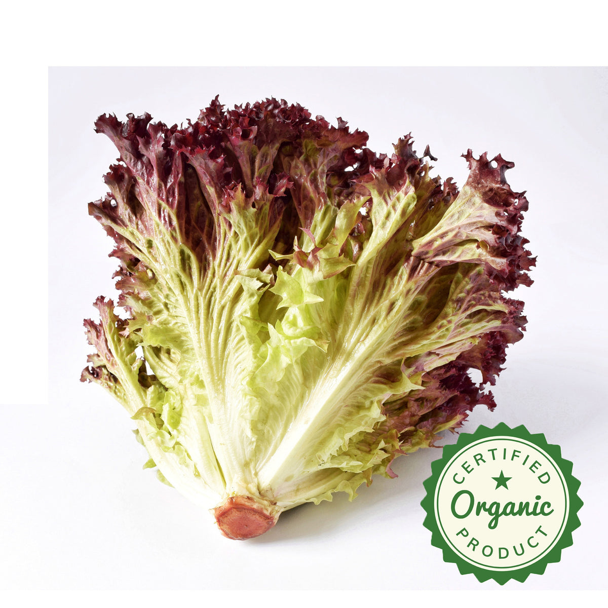 Lettuce Red Leaf Organic