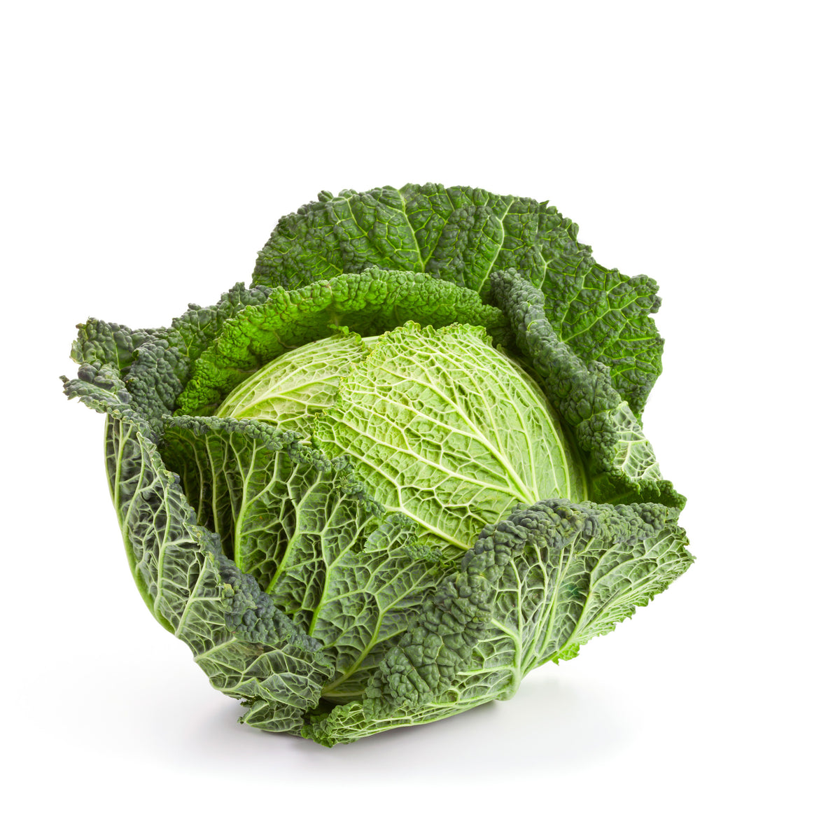 Cabbage Savoy