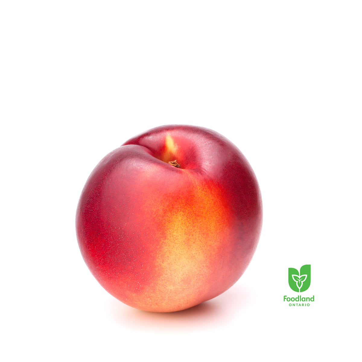 Nectarine ON