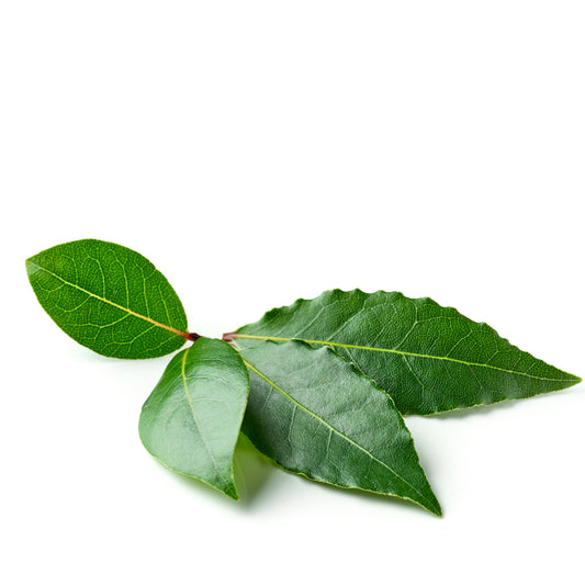 Fresh Bay Leaves