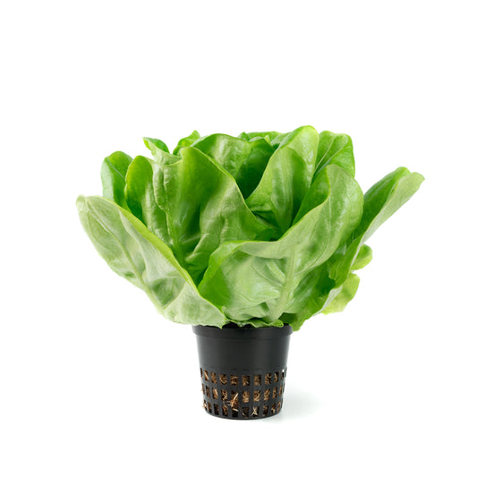 Lettuce Boston Hydroponic