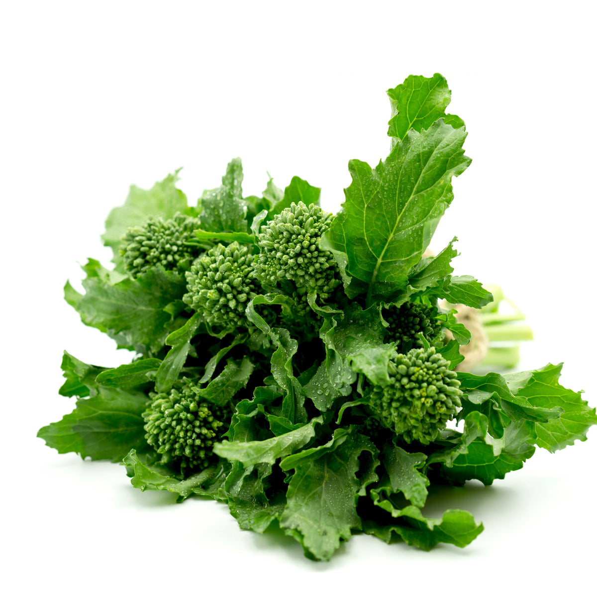 Broccoli Rapini