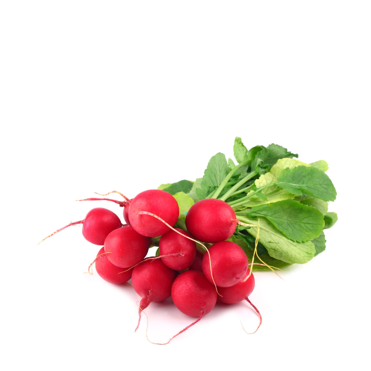 Radish Bunch