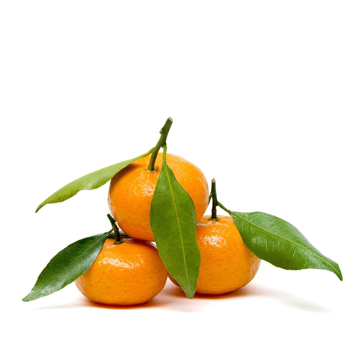 Clementine Stem & Leaf