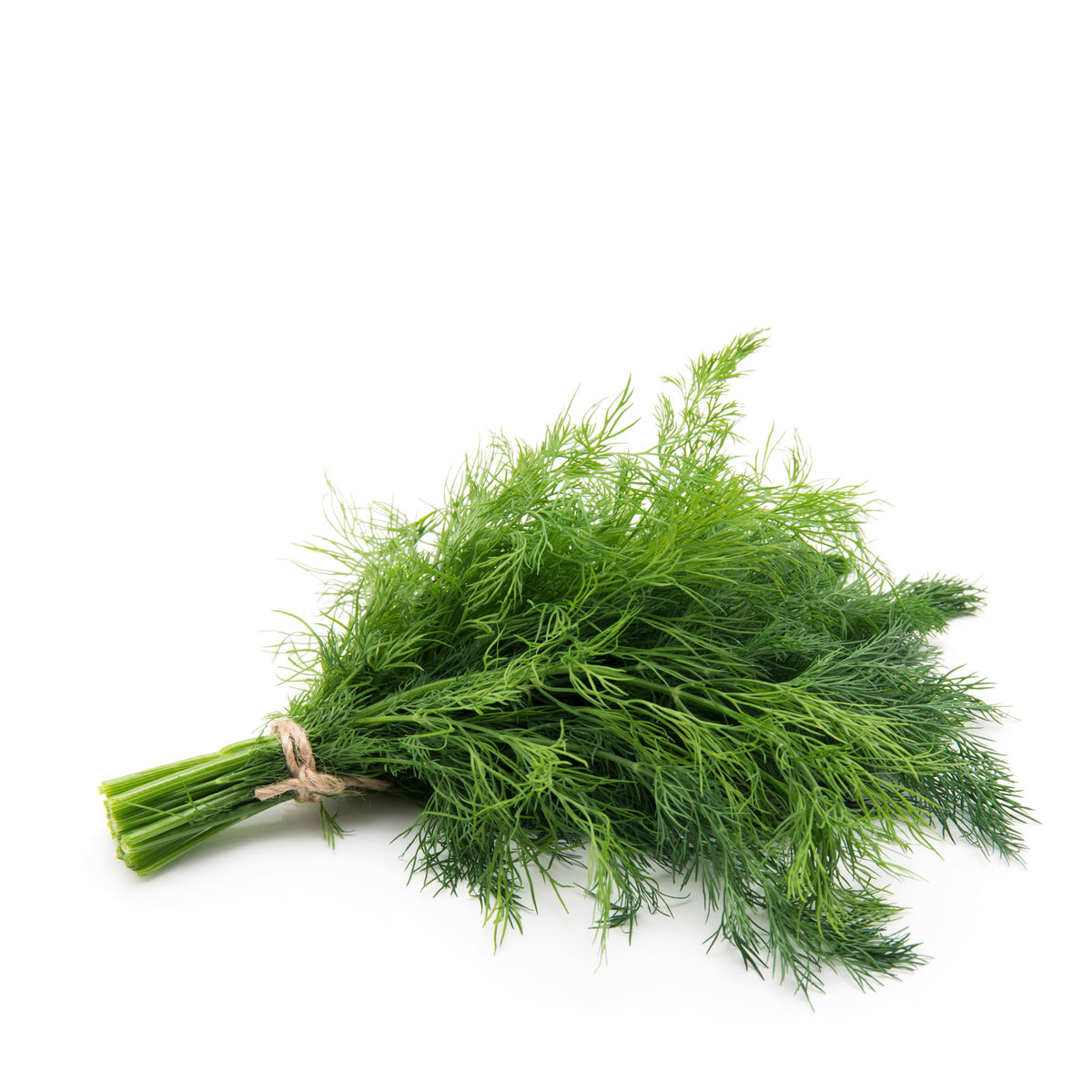 Fresh Dill
