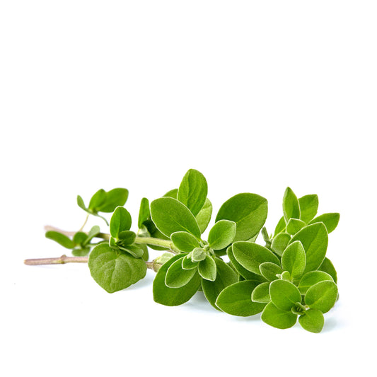 Fresh Oregano