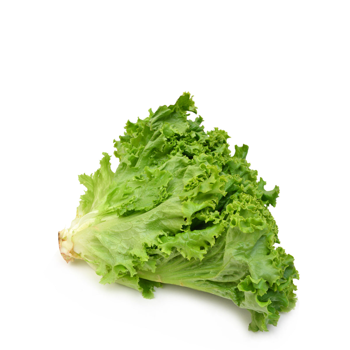 Lettuce Green Leaf