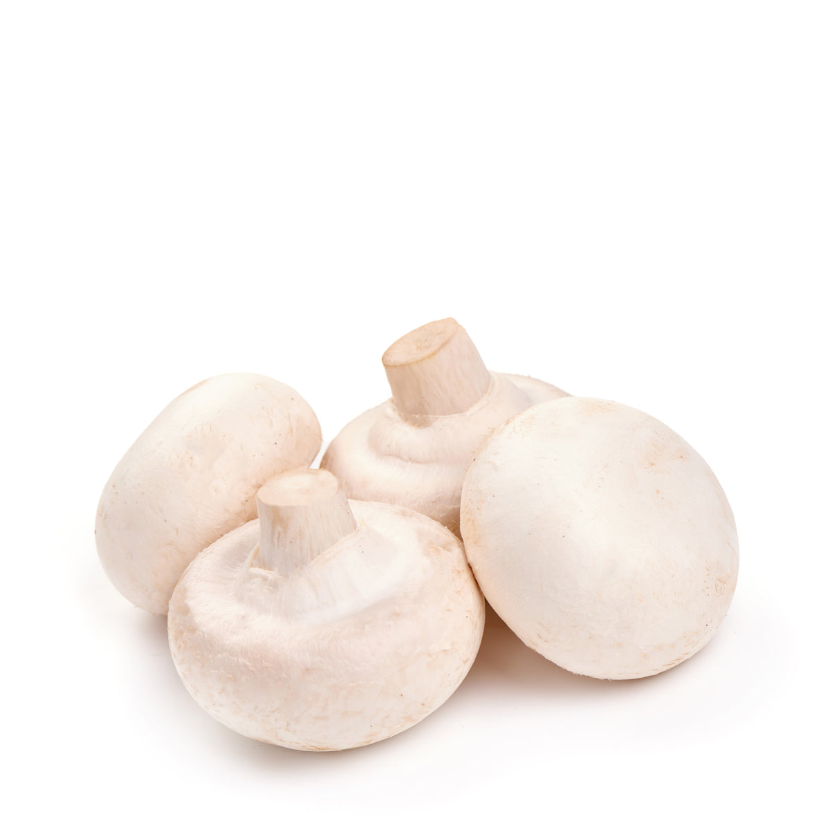Mushroom White