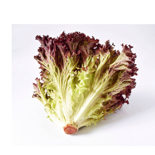 Lettuce Red Leaf